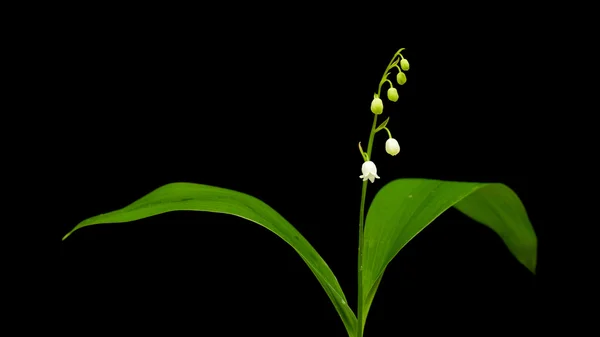 Lily of the valley isolated — Stock Photo, Image