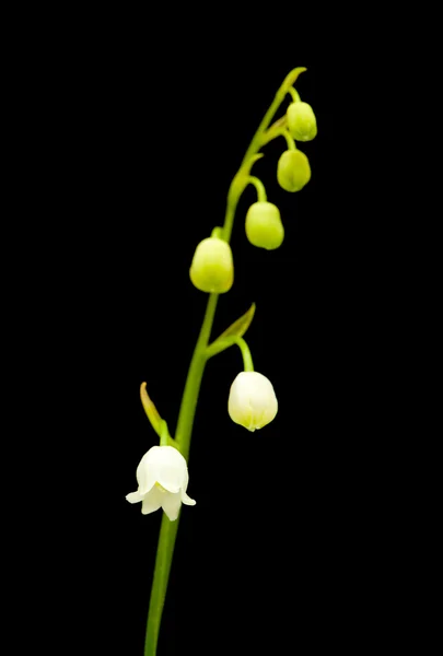 Lily of the valley isolated — Stock Photo, Image