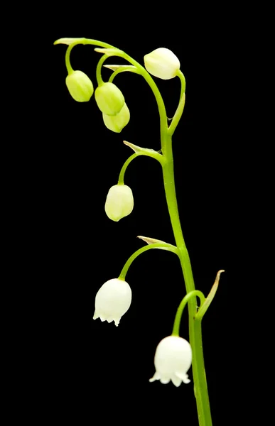 Lily of the valley isolated — Stock Photo, Image