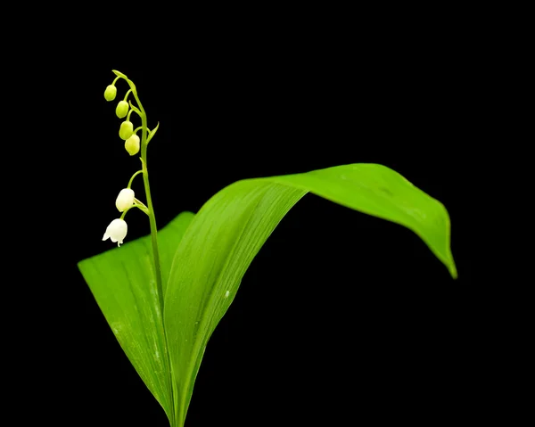 Lily of the valley isolated — Stock Photo, Image