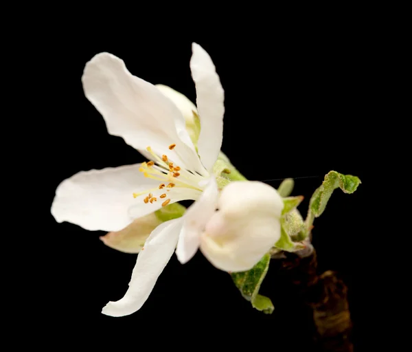 Flor de maçã isolada em preto — Fotografia de Stock