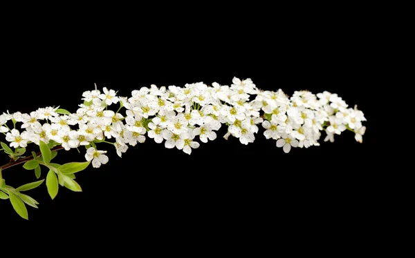 Квітуча гілочка ізольована на чорному — стокове фото