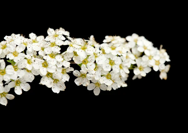 Kvetoucí větvičky izolované na černém pozadí — Stock fotografie