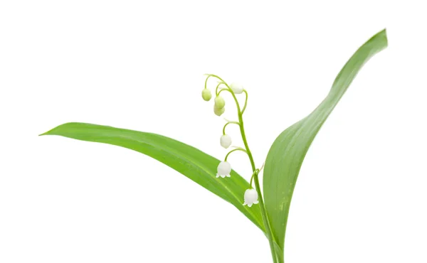 Lily of the valley isolated — Stock Photo, Image