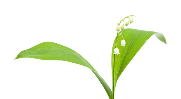 Lily of the valley isolated — Stock Photo, Image