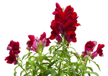 koyu kırmızı Bahçe snapdragon