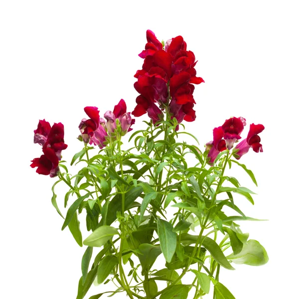 Escuro jardim vermelho snapdragon — Fotografia de Stock