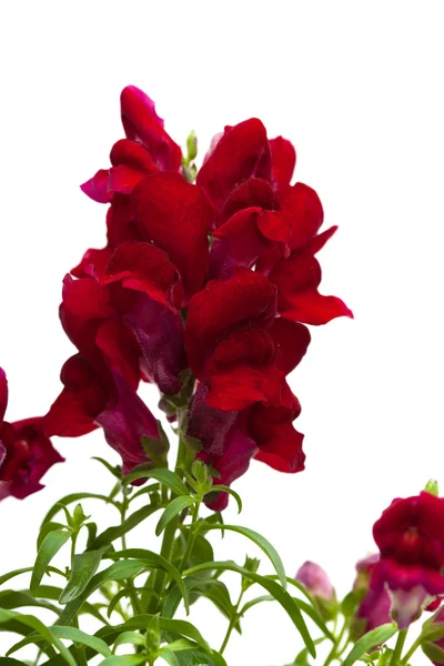 Snapdragon de jardin rouge foncé — Photo