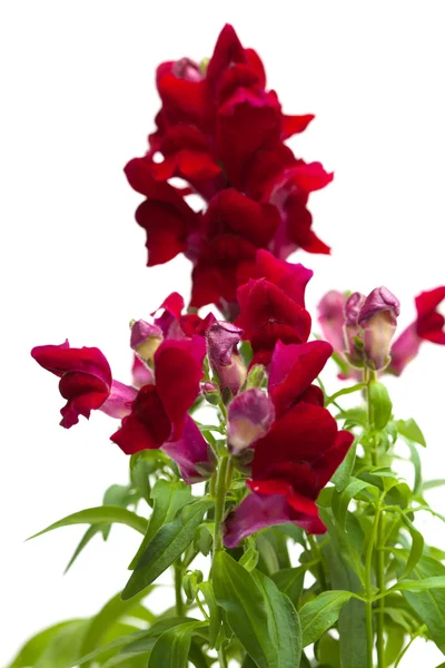 Rosso scuro giardino snapdragon — Foto Stock