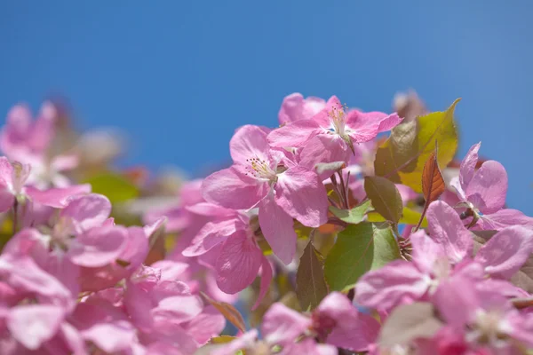 Fiori di granchio — Foto Stock