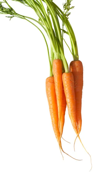 Μάτσο καρότα — Φωτογραφία Αρχείου
