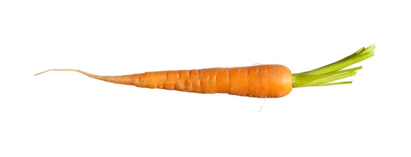 Tek bir carrot izole — Stok fotoğraf