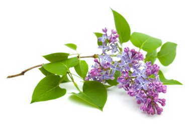 common lilac branch clipart