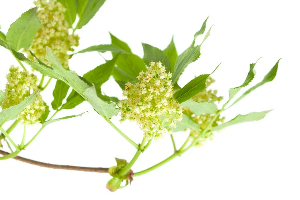 Red elder flowers are forning berries — Stock Photo, Image