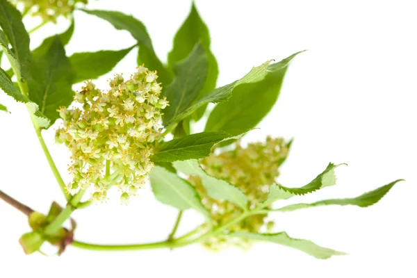 Red elder flowers are forning berries — Stock Photo, Image