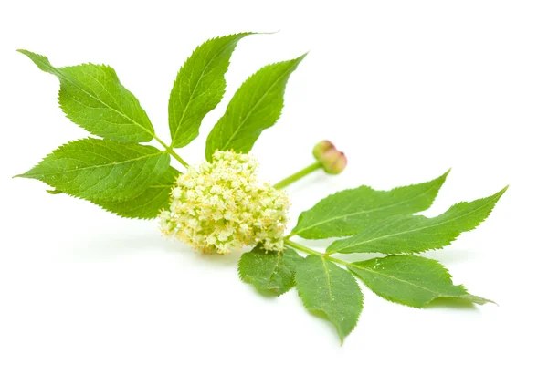 Red elder flowers are forning berries — Stock Photo, Image