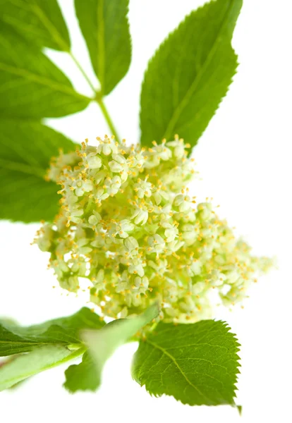 Red elder flowers are forning berries — Stock Photo, Image