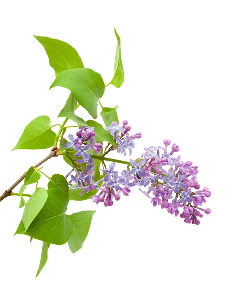 Common lilac branch — Stock Photo, Image