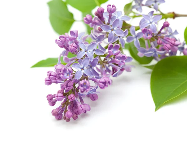 Common lilac branch — Stock Photo, Image