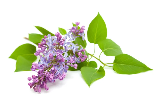 Common lilac branch — Stock Photo, Image