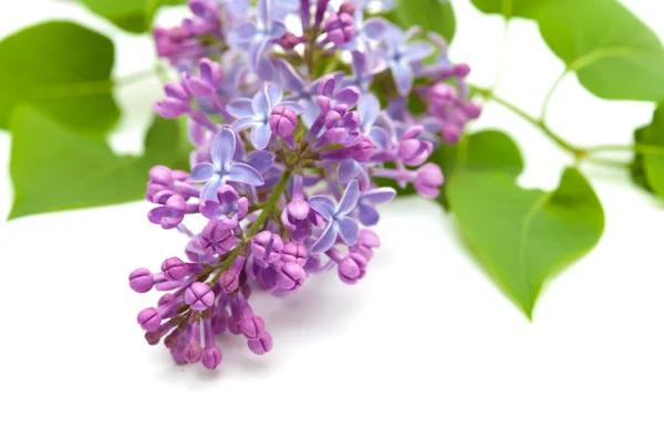 Common lilac branch — Stock Photo, Image