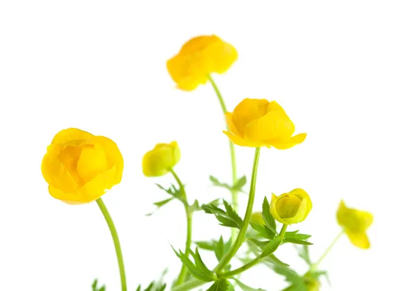 Trollius   europaeus — Stock Photo, Image