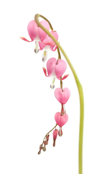 Bleeding heart flowers — Stock Photo, Image