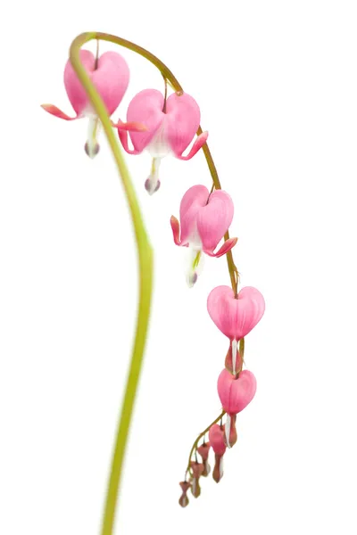 Bleeding heart flowers — Stock Photo, Image