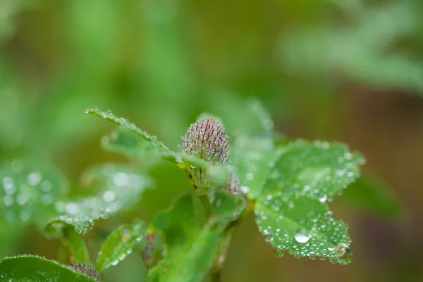 Gouttes de pluie — Photo