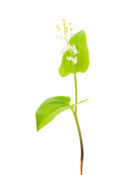 Lilia maj na białym tle — Zdjęcie stockowe
