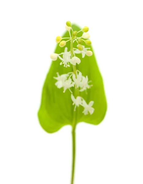 May lily isolated — Stock Photo, Image