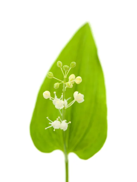 May lily isolated — Stock Photo, Image