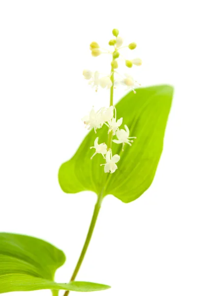 Lilia maj na białym tle — Zdjęcie stockowe