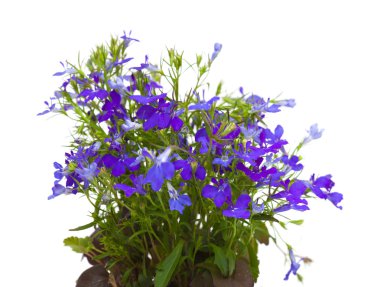 Mavi lobelia