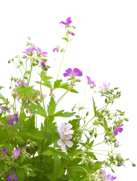 Wild flower bunch — Stock Photo, Image