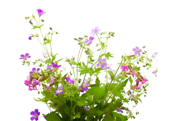 Wild flower bunch — Stock Photo, Image