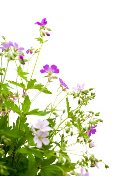 Wild flower bunch — Stock Photo, Image