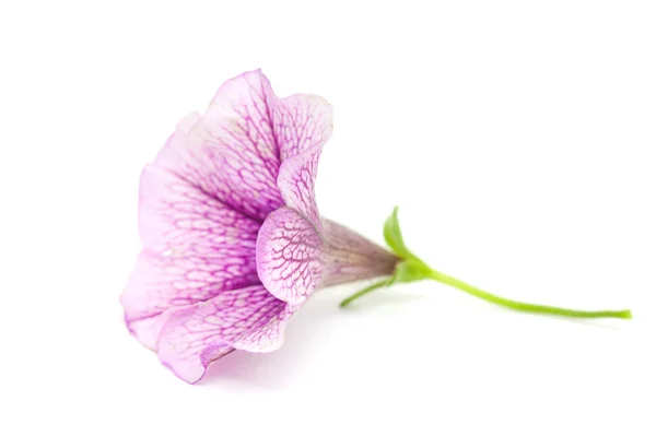 Petunia lilla — Foto Stock