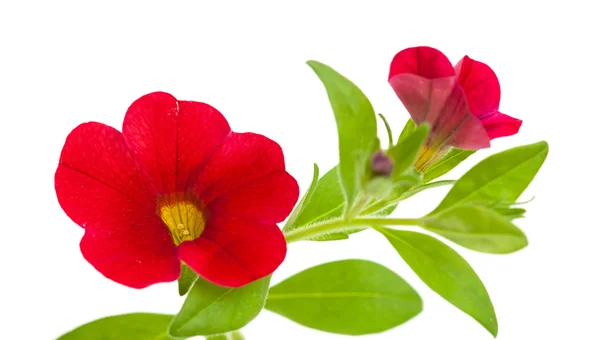 Petunia roja — Foto de Stock