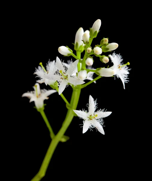 Bog bean flowering — Stock Photo, Image