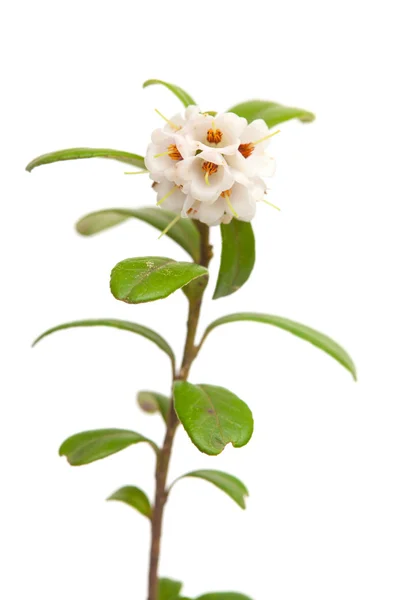 Lingonberry flowers — Stock Photo, Image