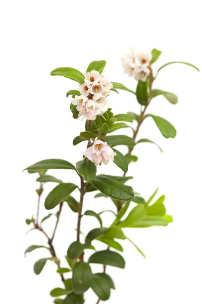 Lingonberry 꽃 — 스톡 사진