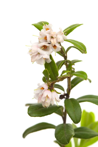 Lingonberry flowers — Stock Photo, Image