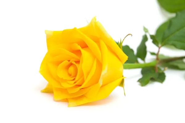 Gelbe Rose isoliert — Stockfoto