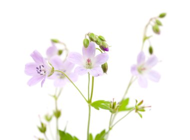 çayır cranesbill