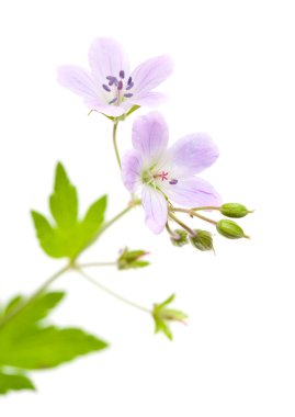 çayır cranesbill