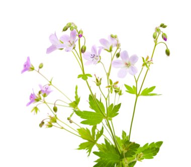 çayır cranesbill