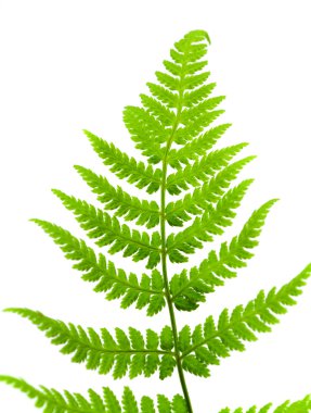 fern yaprak izole