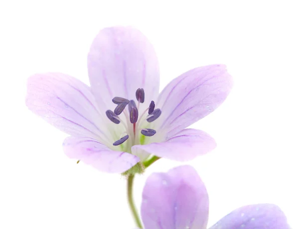 매 도우 Cranesbill — 스톡 사진