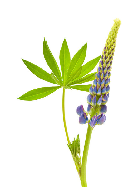 blue lupine